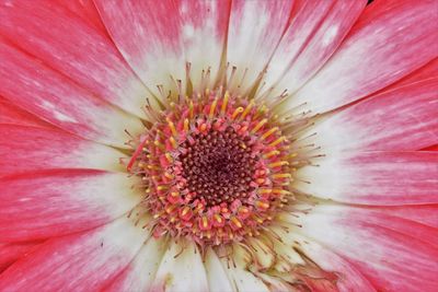 Full frame shot of pink flower