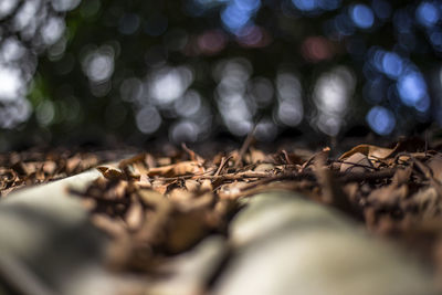 Close-up of dry leaves on land