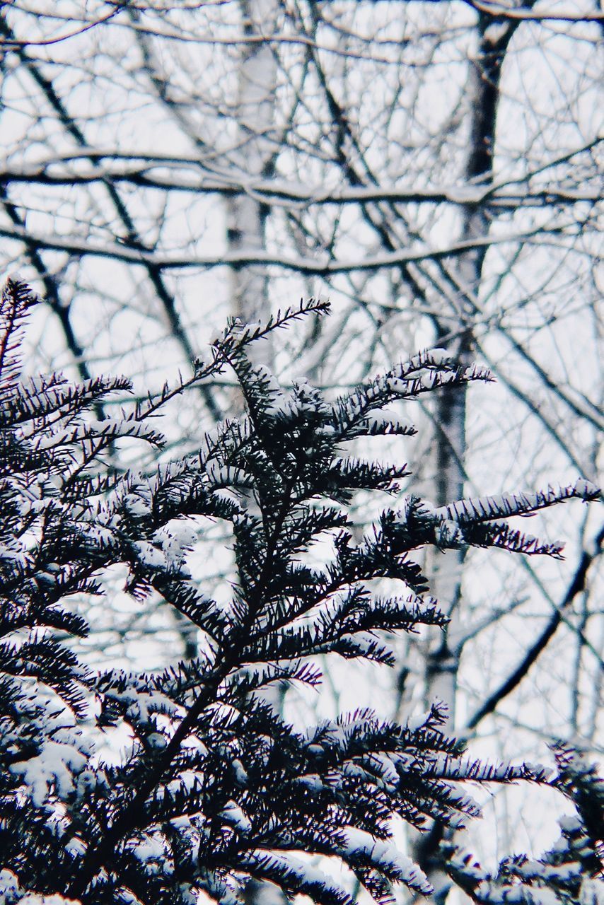 LOW ANGLE VIEW OF SNOW ON TREE