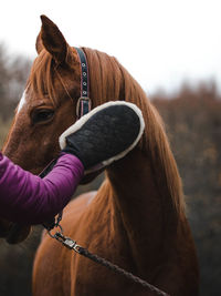 Horse getting cleaned