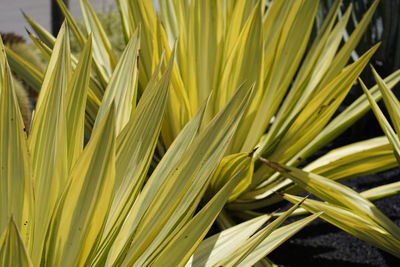 Close-up of fresh green plant