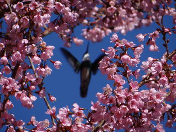 Low angle view of cherry blossoms against sky