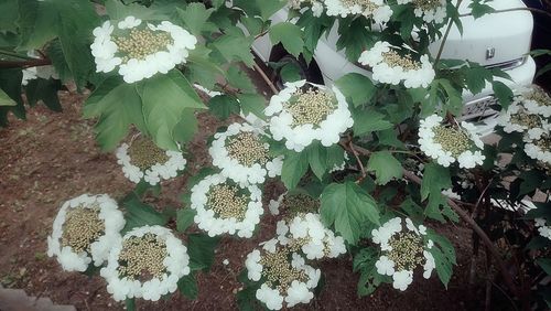 High angle view of white flowering plants