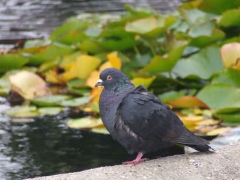 Close-up of bird perching outdoors