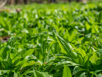 Close-up of grass growing on field