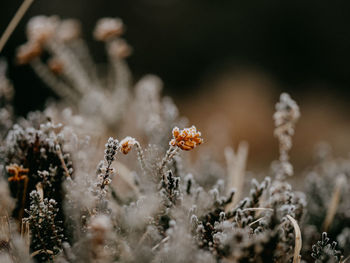 Selective focus photo of frosty heather on a cold, winters morning.