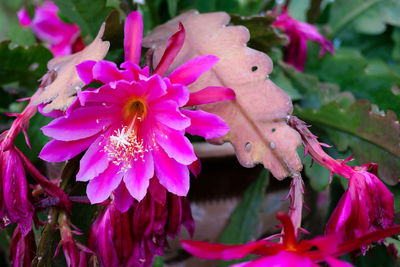 Close-up of pink flowers blooming outdoors