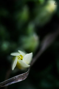 Close-up of flower against blurred background