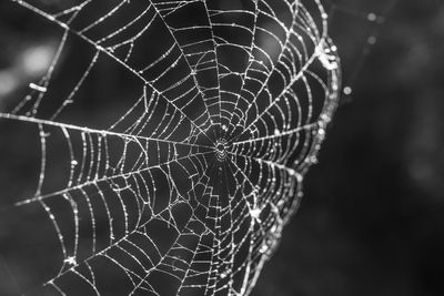 Close-up of spider web