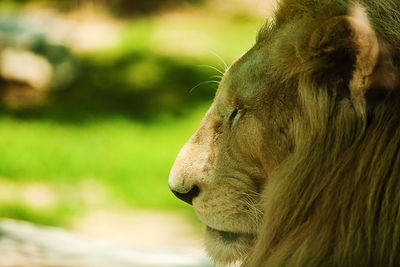 Close-up of a cat looking away