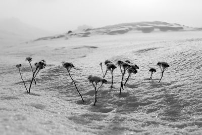 Flock of sheep on shore against sky