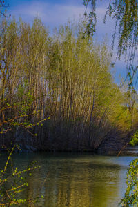 Scenic view of river with trees in background