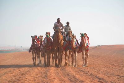 People sitting on camels at desert against clear sky