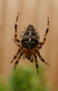 Close-up of spider