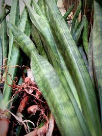 Close-up of lizard on plant