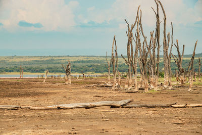 View of dead trees at the shores of lake elementaita in soysambu conservancy in naivasha, kenya