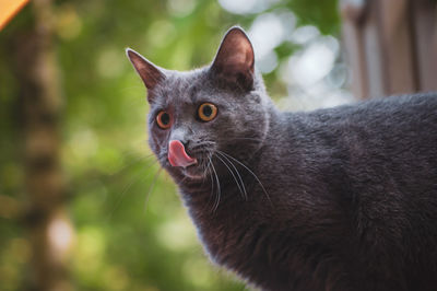 Close-up portrait of black cat