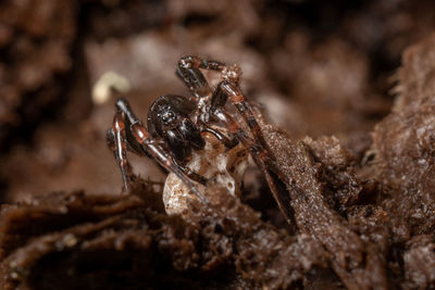 Close-up of spider