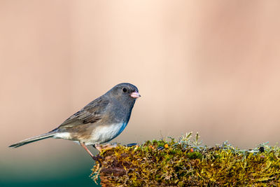 Bird perching on a plant