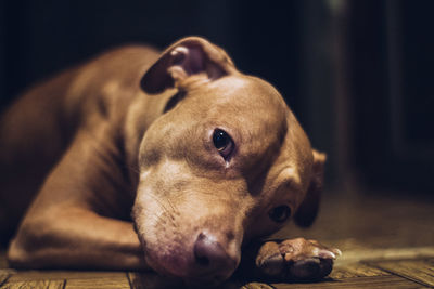 Close-up of dog resting