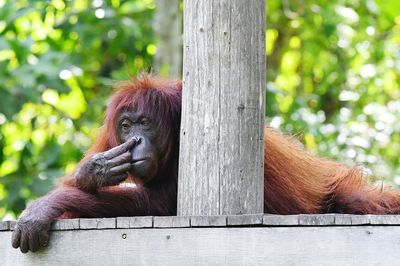 Portrait of monkey on tree trunk