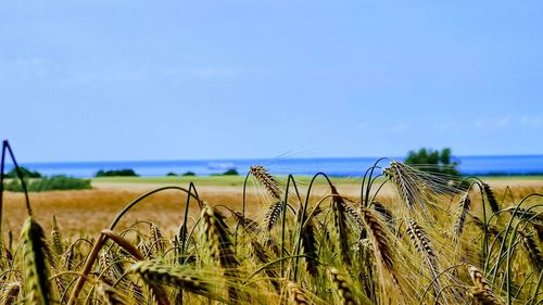 Barley field and baltic sea