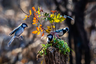 Close-up of bird perching on tree