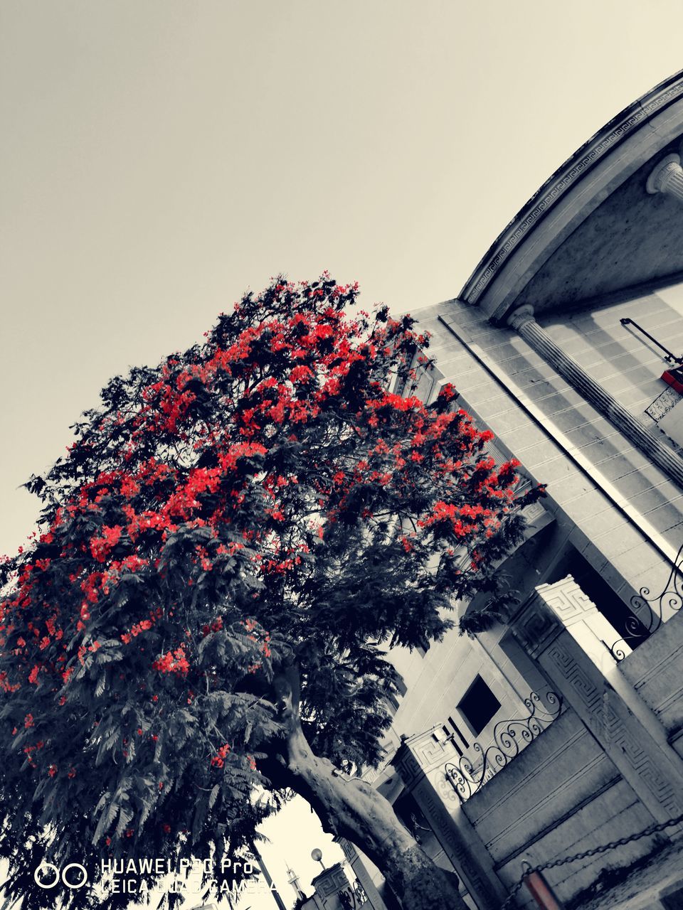 tree, building exterior, plant, architecture, built structure, low angle view, sky, nature, no people, building, growth, outdoors, clear sky, day, residential district, copy space, city, red, house, beauty in nature