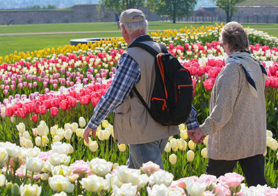 Rear view of senior couple in tulip fields