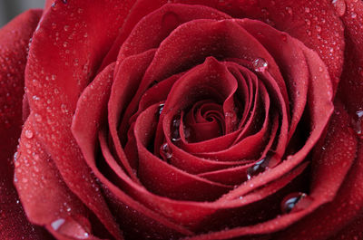 Close-up of wet red rose