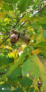 Low angle view of lizard on tree