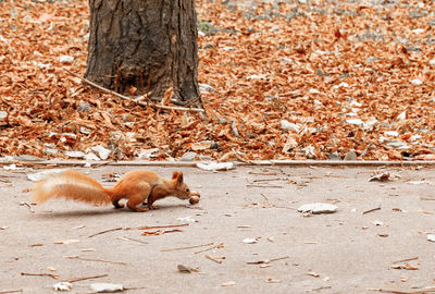 An orange squirrel with a magnificent tail carefully approaches lying walnuts.