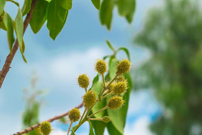 Low angle view of flowering plant against sky