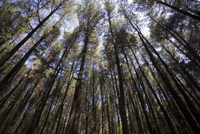 Low angle view of trees in forest