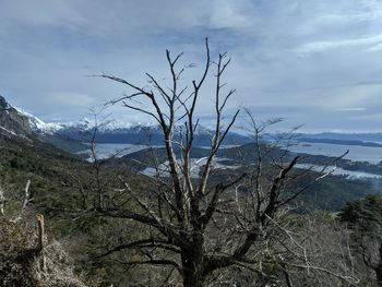 Bare tree by sea against sky