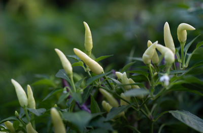 Close-up of chili peppers growing on plant