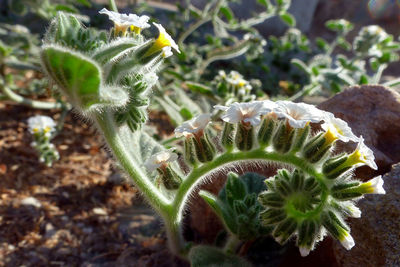 Close-up of caterpillar on plant