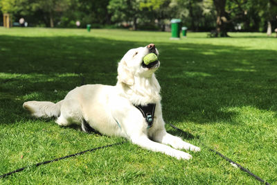 White dog lying on grass