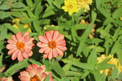 Close-up of flowering plants