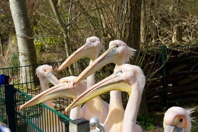 View of birds in park