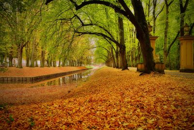 Trees in park during autumn