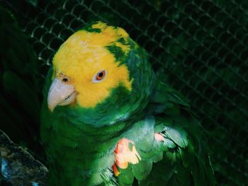 Close-up of parrot in cage