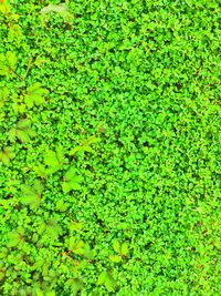 Full frame shot of leaf floating on field