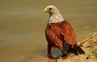 Close-up of a bird