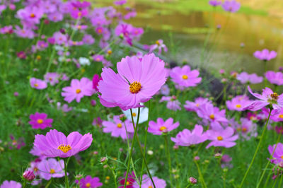 Close-up of pink cosmos flowers blooming outdoors