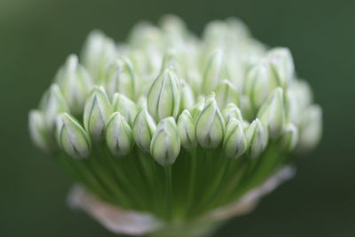 Close-up of flowering plant