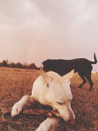 View of a dog on field during sunset