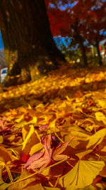 Close-up of yellow maple leaves on plant during autumn