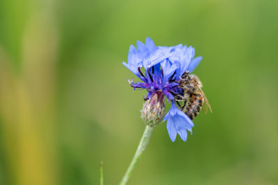 Close-up of butterfly pollinating on purple flower