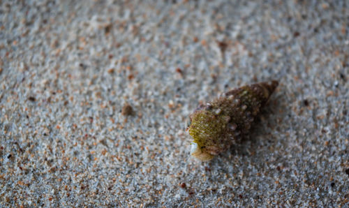 High angle view of lizard on sand